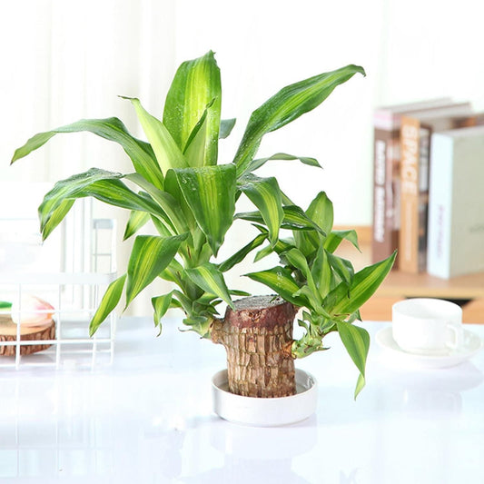 Brazilian Lucky Wood, Potted Plant.